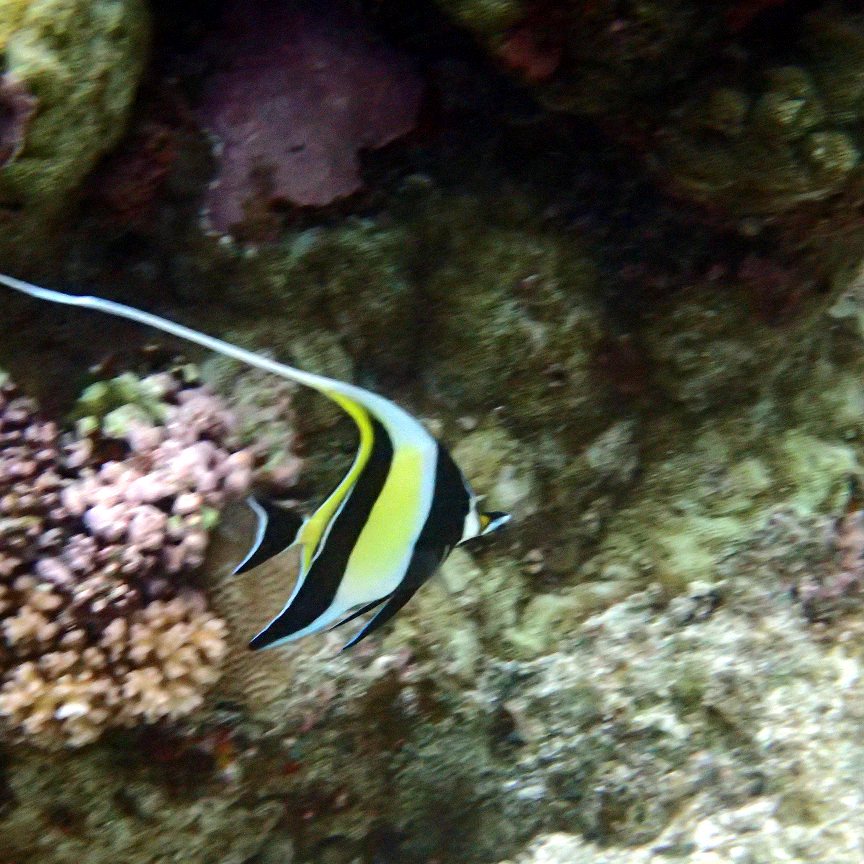 Zanclus cornutus