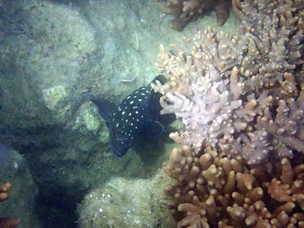 Epinephelus coeruleopunctatus