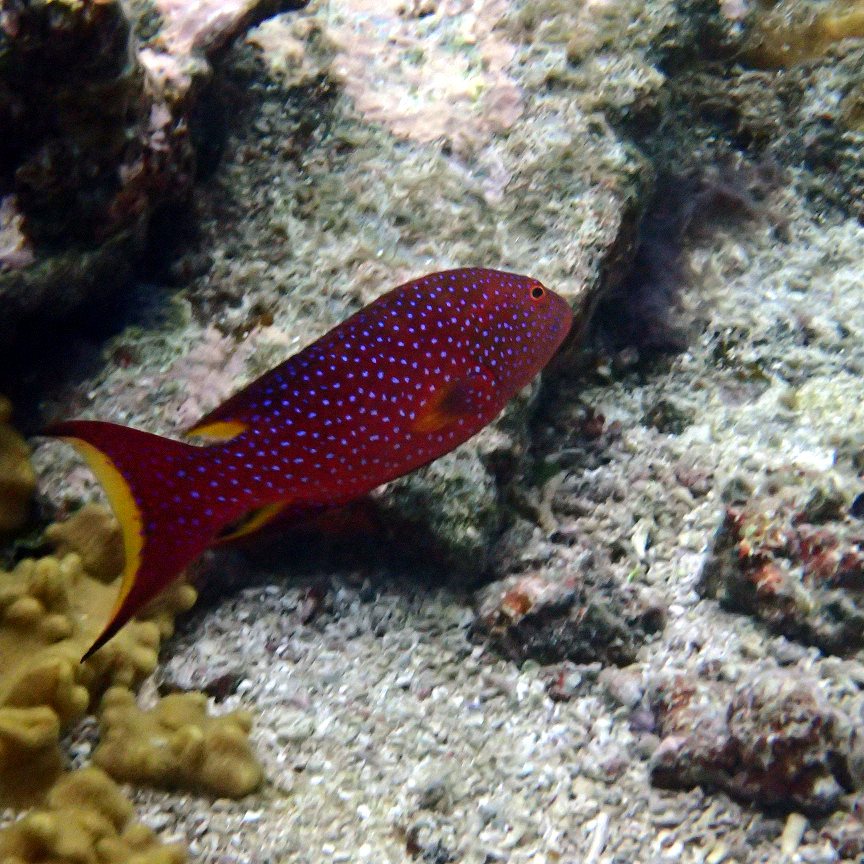 Variola louti