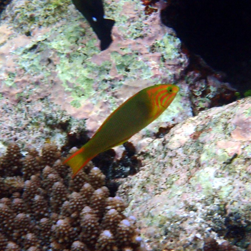 Thalassoma lutescens