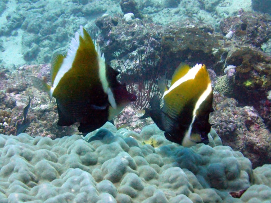 Heniochus varius