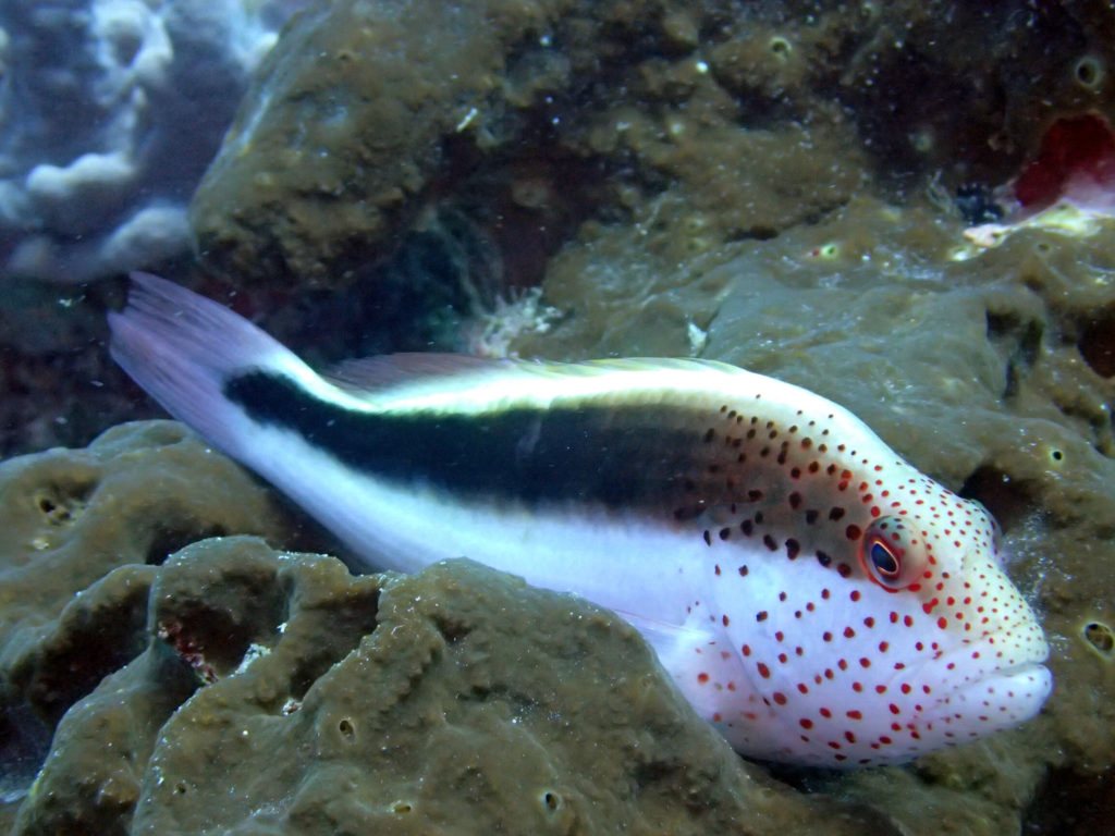 Paracirrhites forsteri