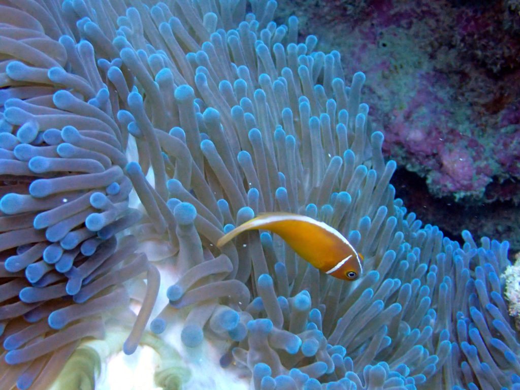 Amphiprion perideraion
