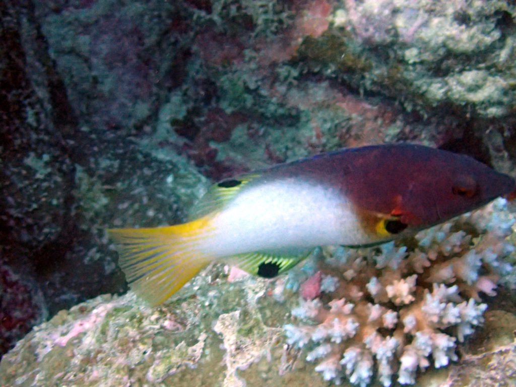 Bodianus axillaris