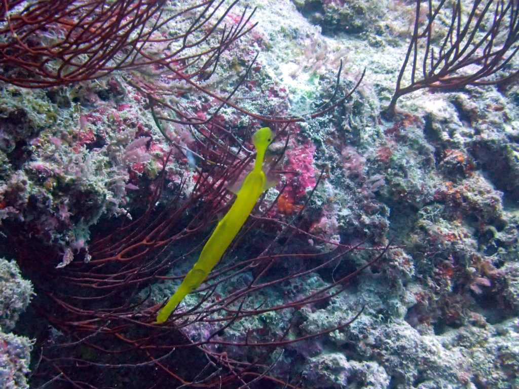 Aulostomus chinensis
