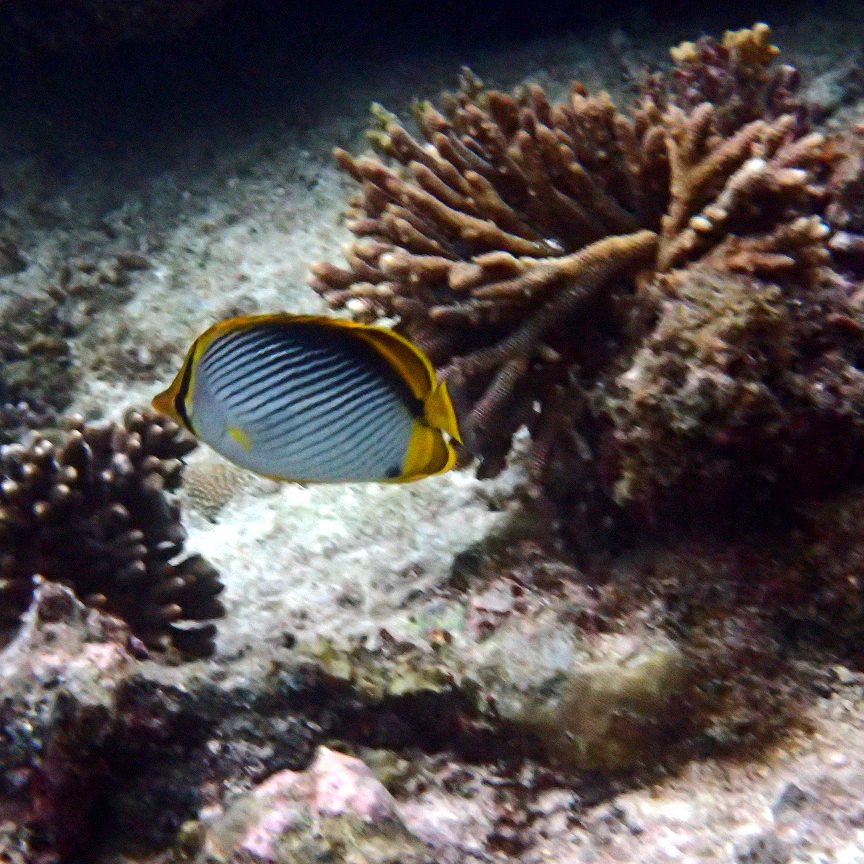 Chaetodon melannotus