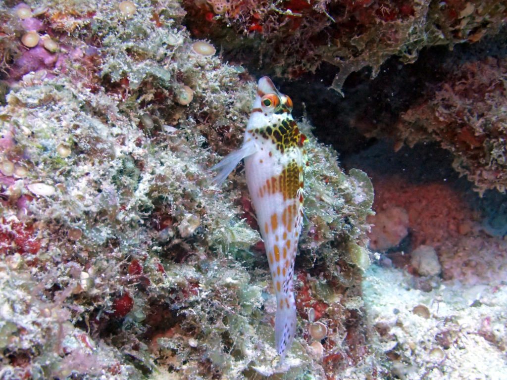Cirrhitichthys falco