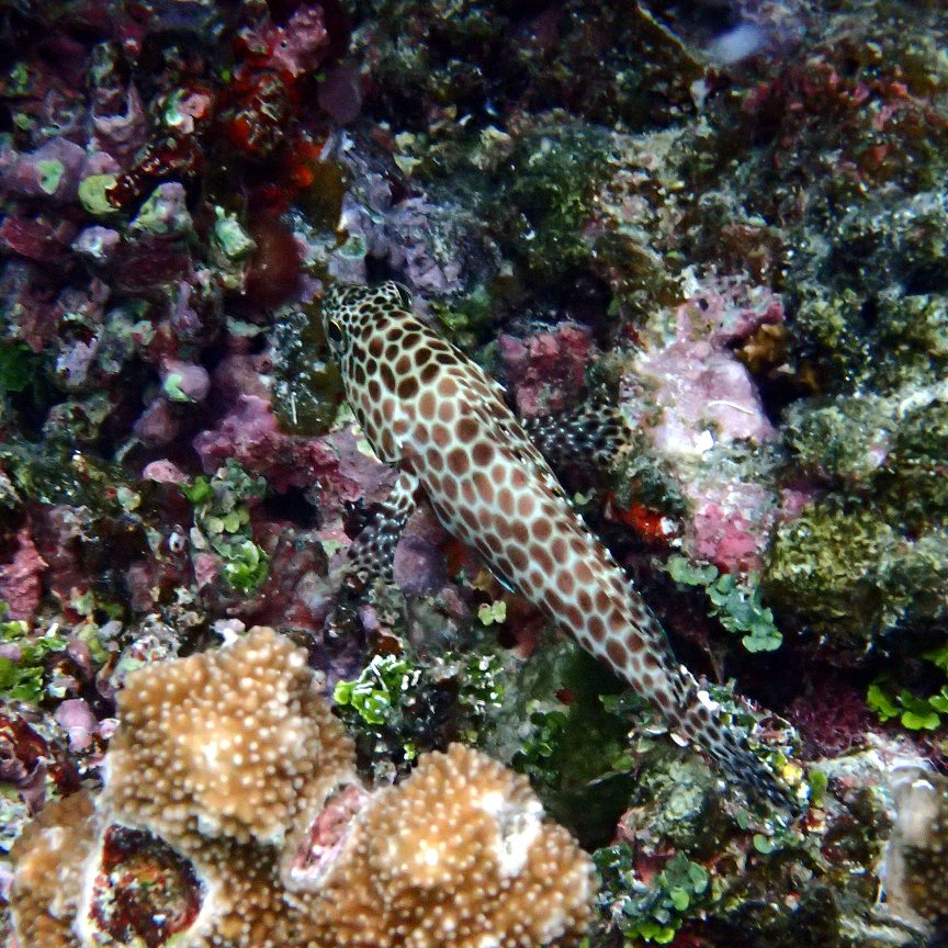 Epinephelus merra