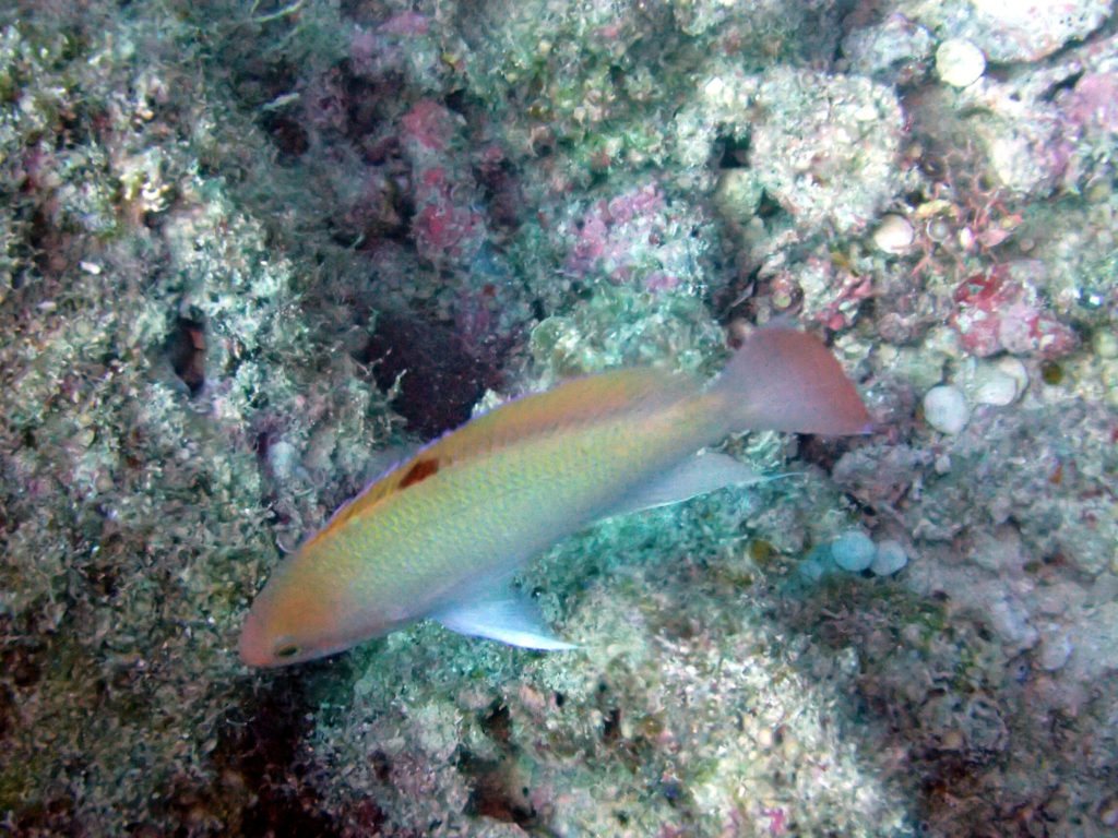 Pseudanthias hypselosoma