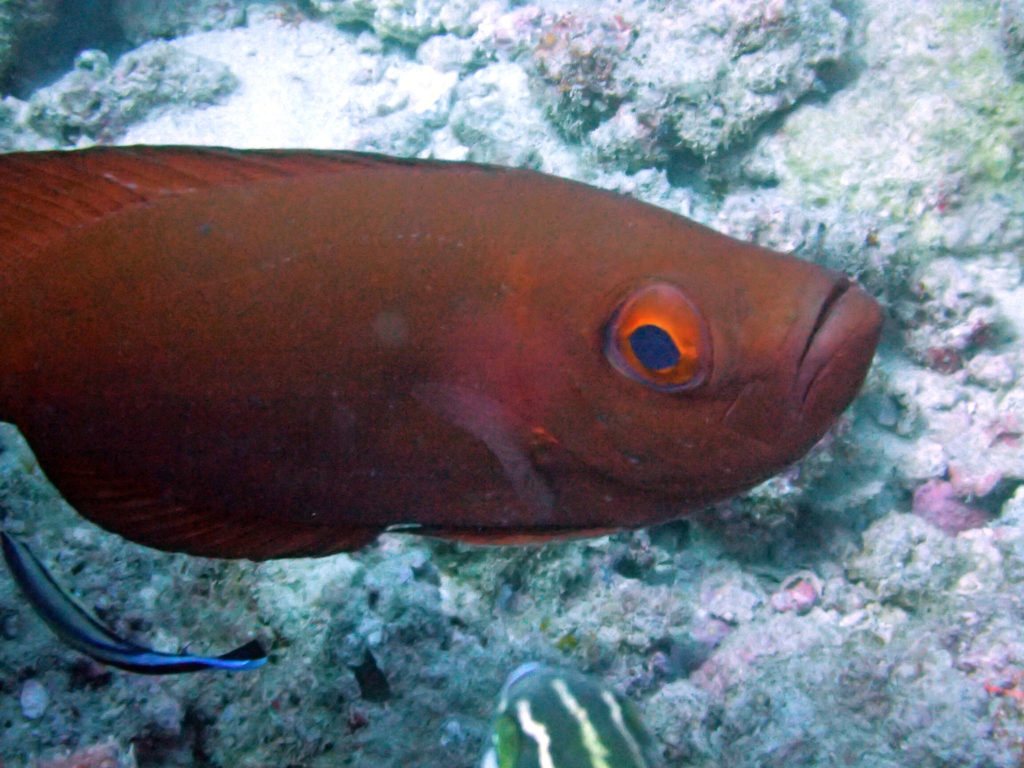 Epinephelus fasciatus