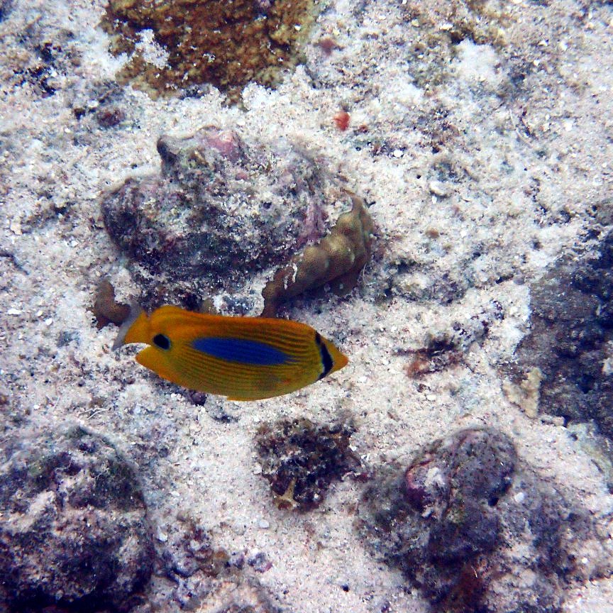 Chaetodon plebeius
