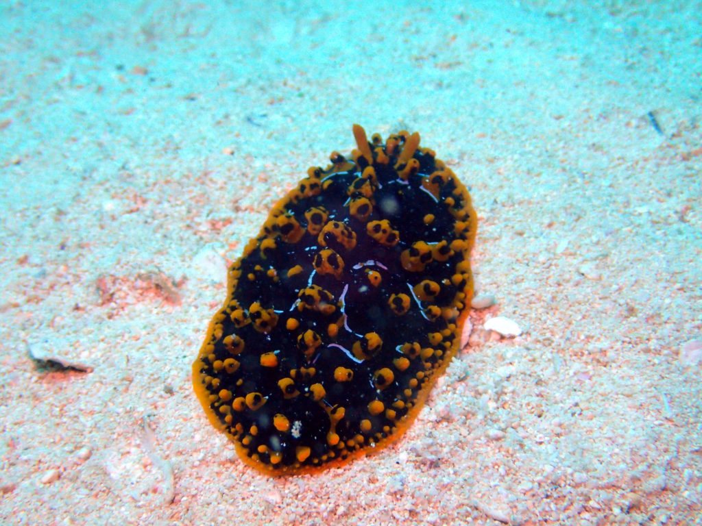 Mollusques