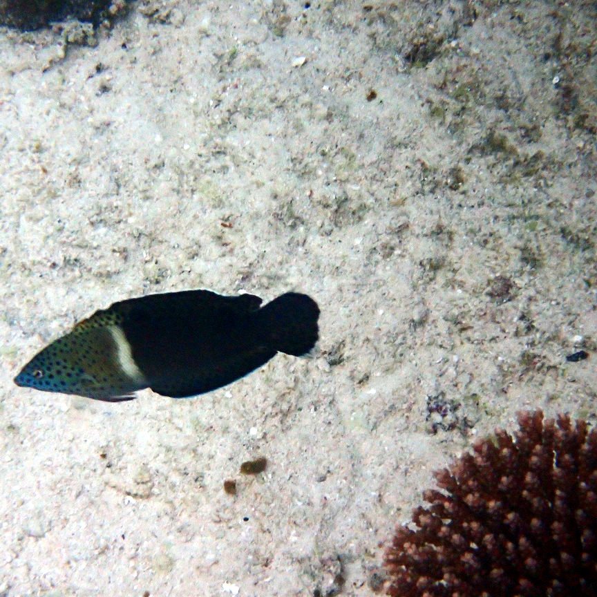Coris aygula