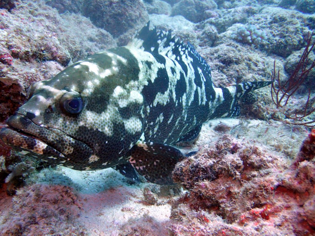 Epinephelus polyphekadion