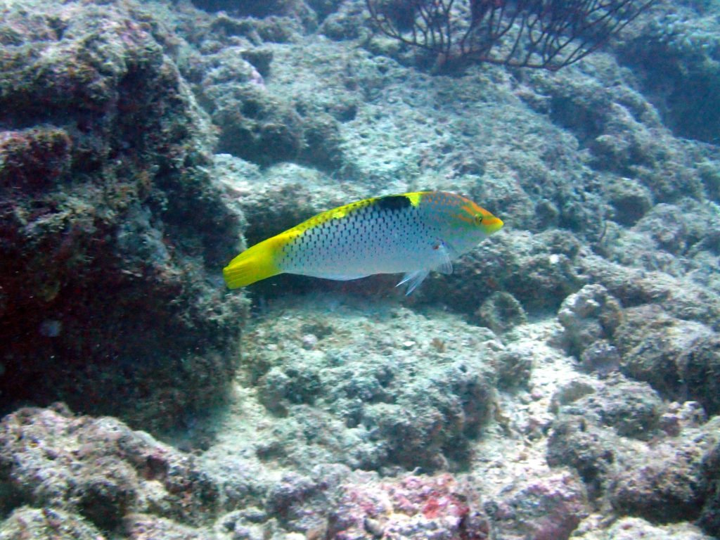 Halichoeres hortulanus