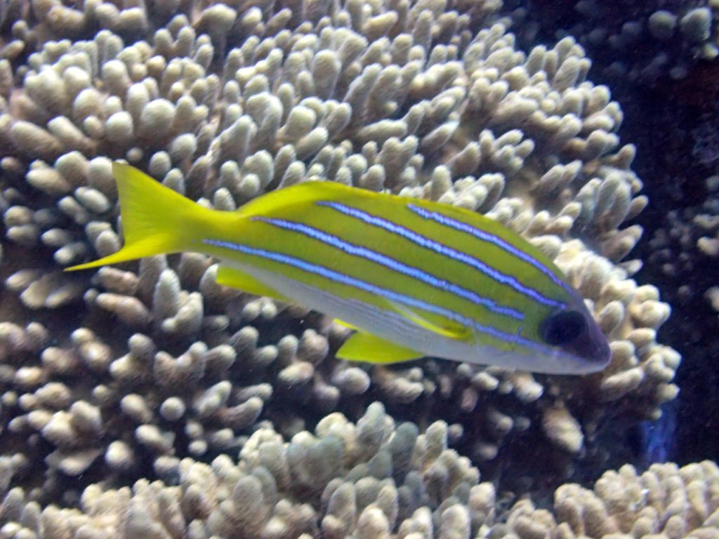 Lutjanus kasmira