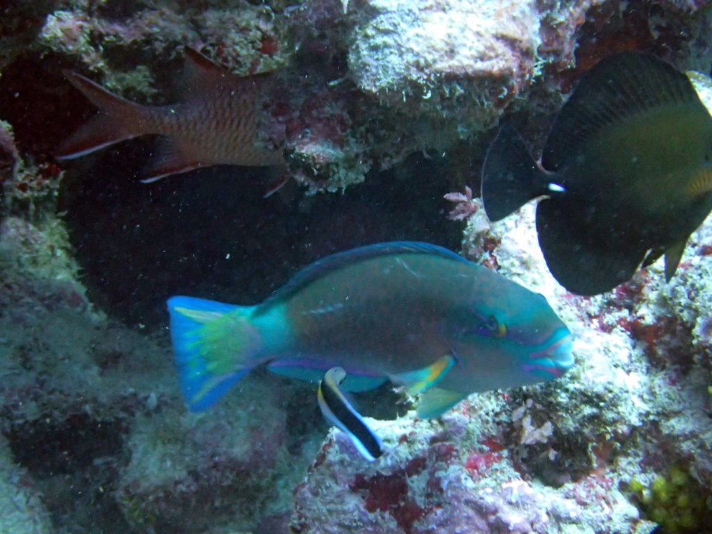 Chlorurus sordidus