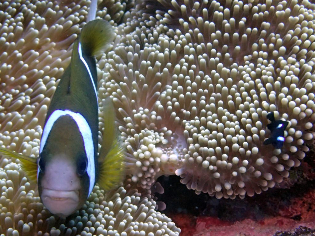 Amphiprion akindynos