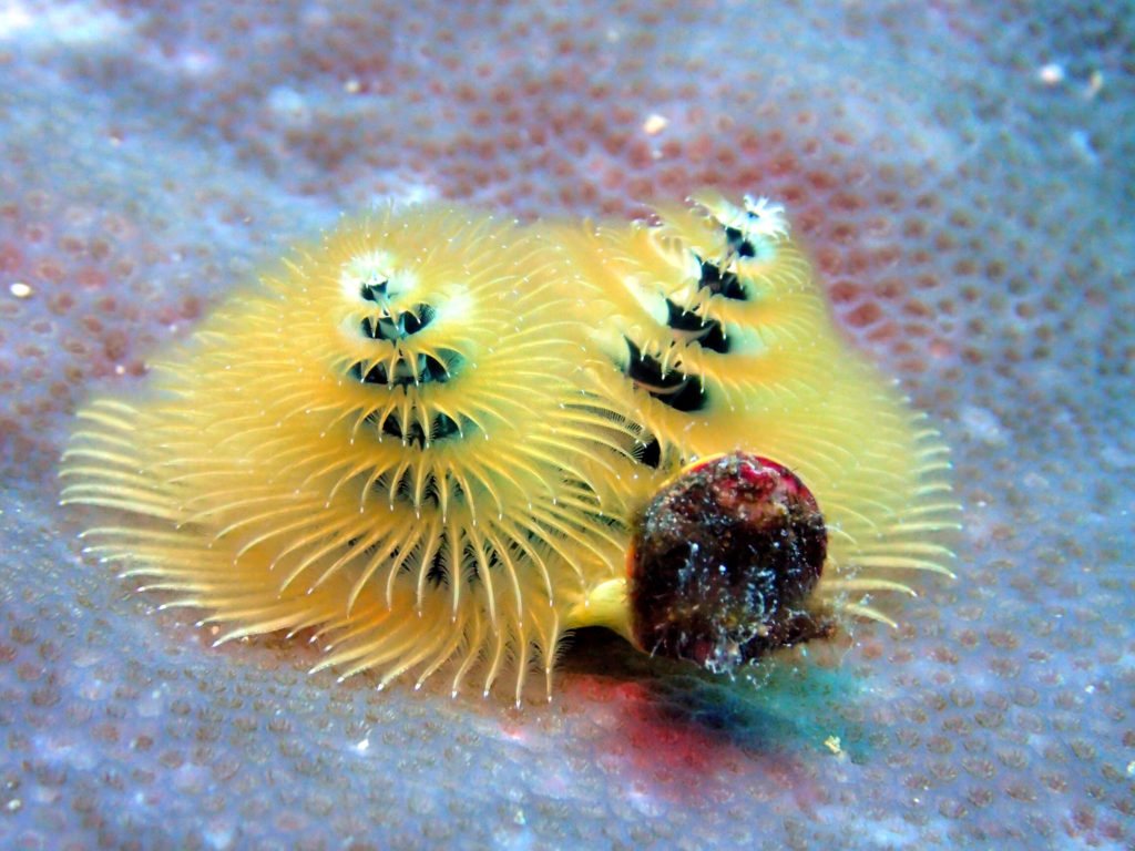 Spirobranchus corniculatus
