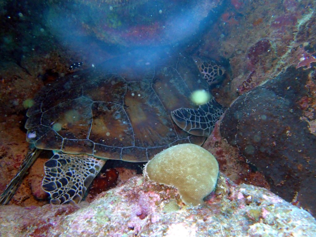 Chelonia mydas (tortue verte)