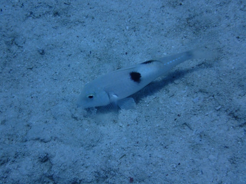 Parupeneus pleurostigma