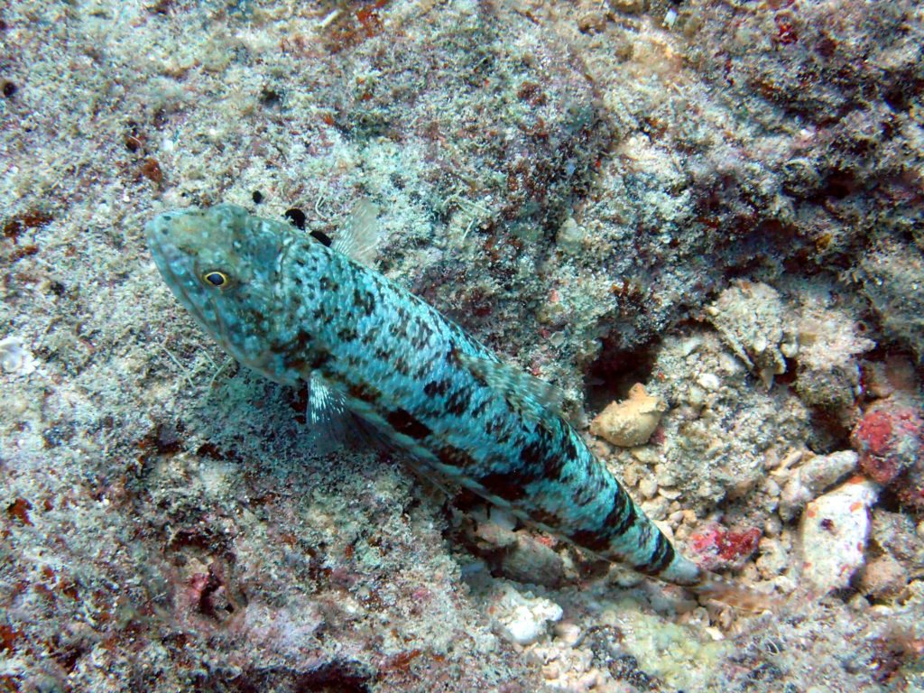 Synodus variegatus