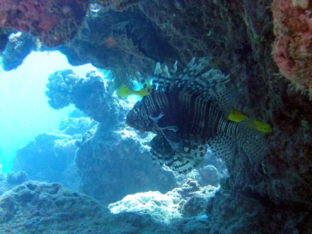 Poisson-scorpion