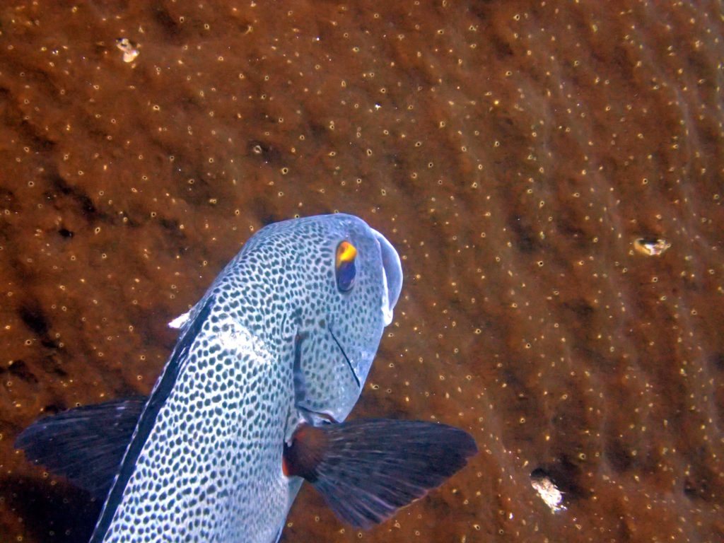 Plectorhinchus picus
