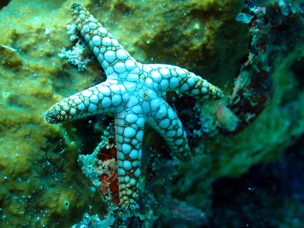 Fromia indica