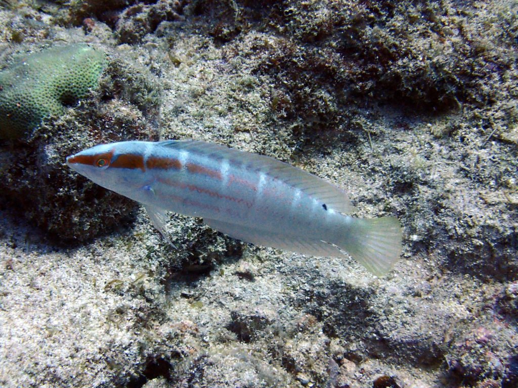 Coris dorsomaculatus