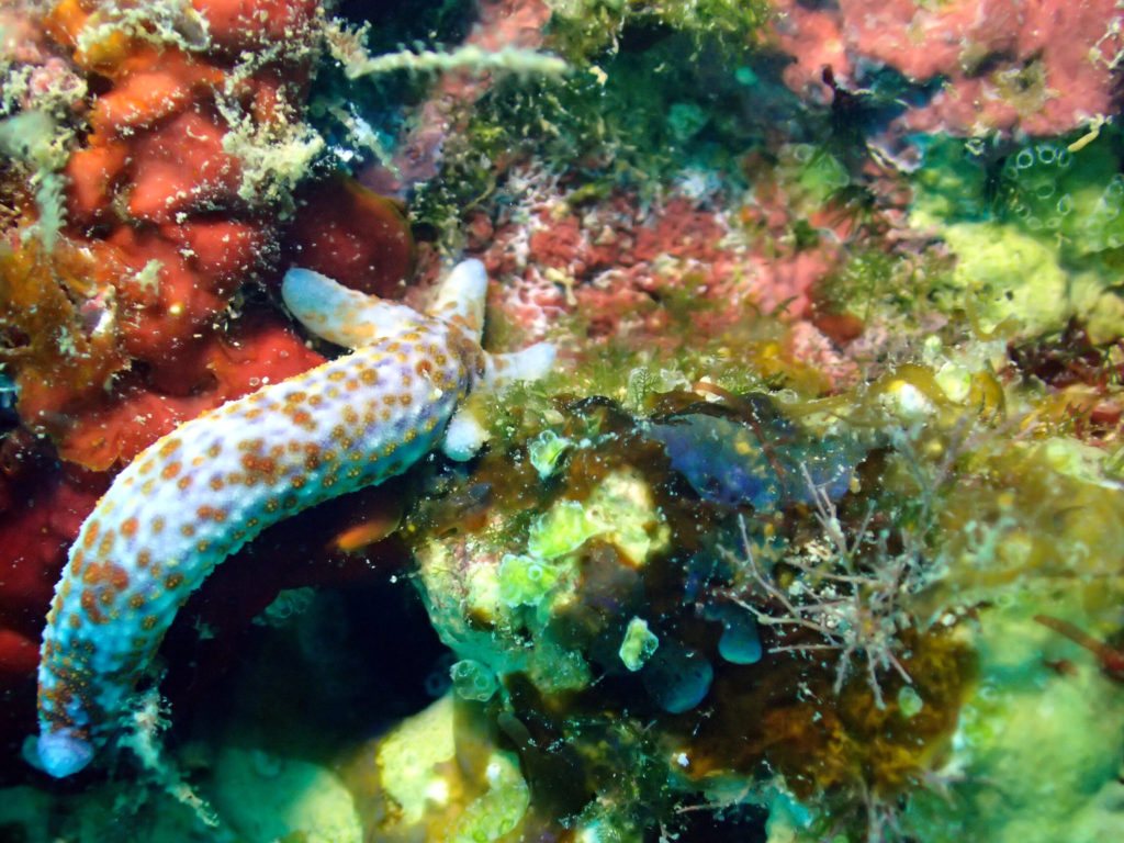 Linckia Multifora