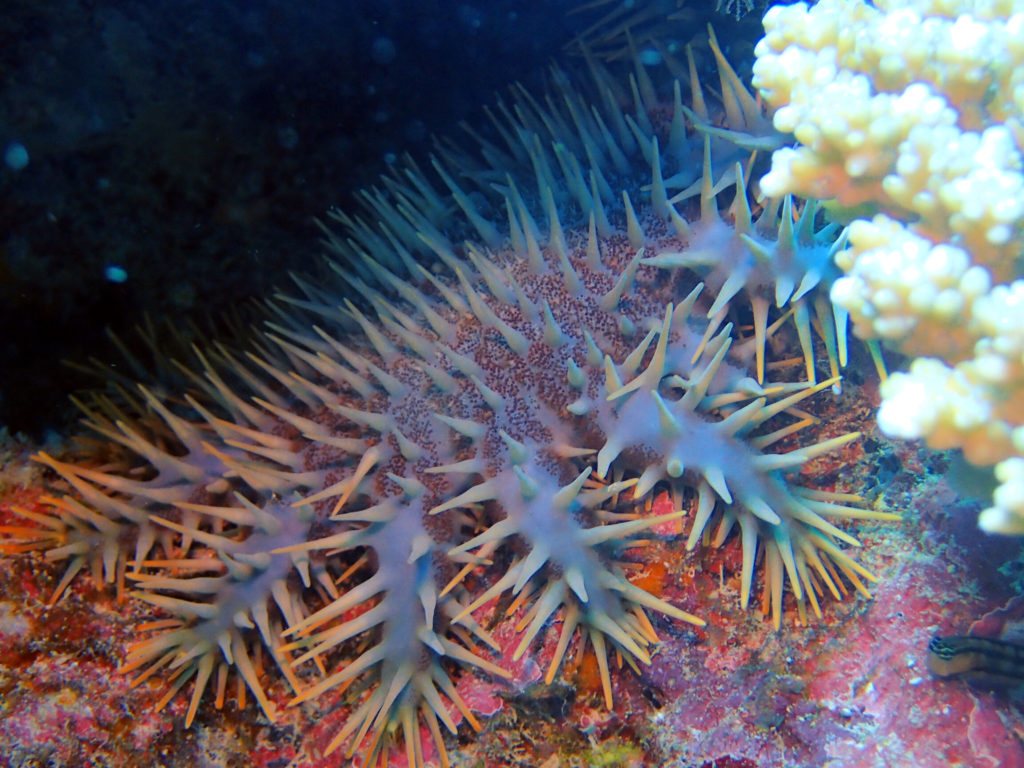Acanthaster planci