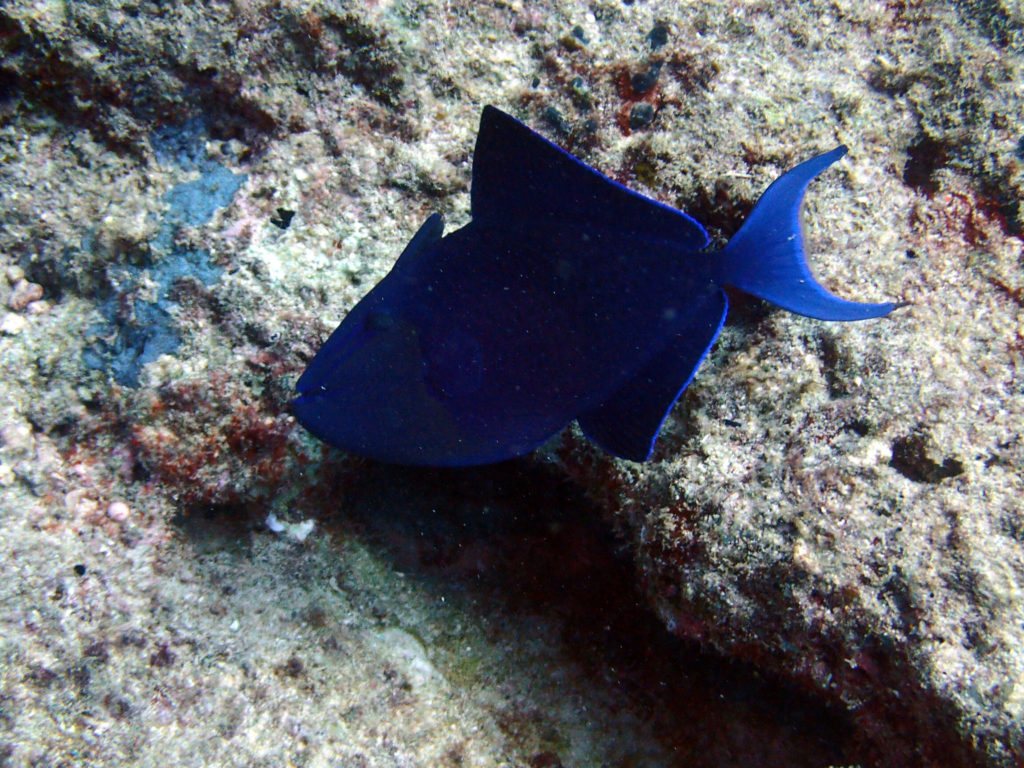 Odonus niger