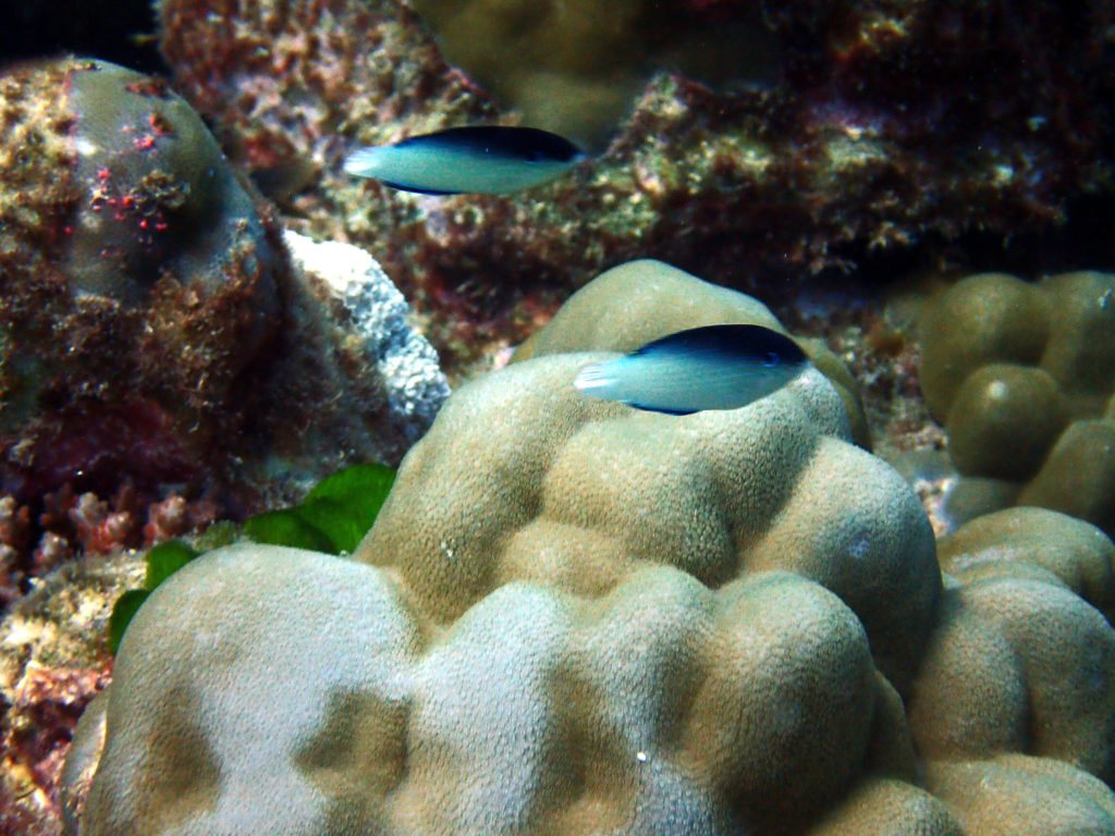 Anampses neoguinaicus