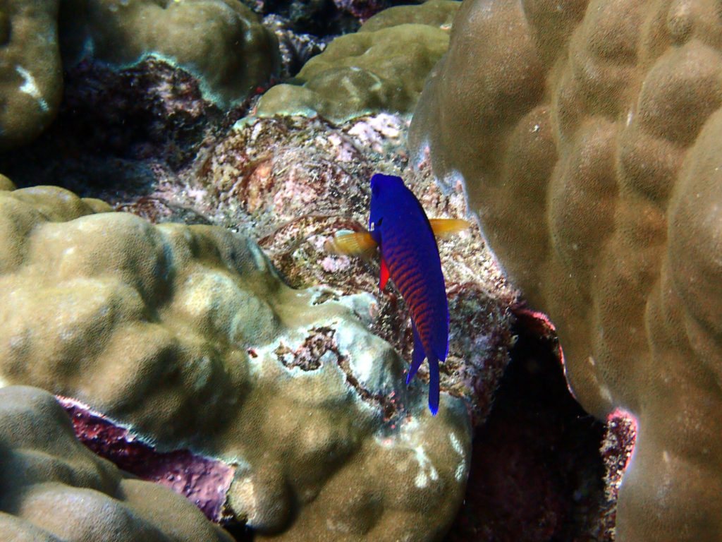 Centropyge bispinosa