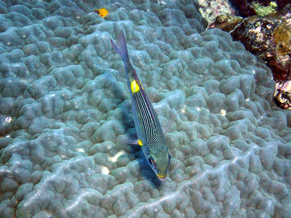 Gnathodentex aurolineatus