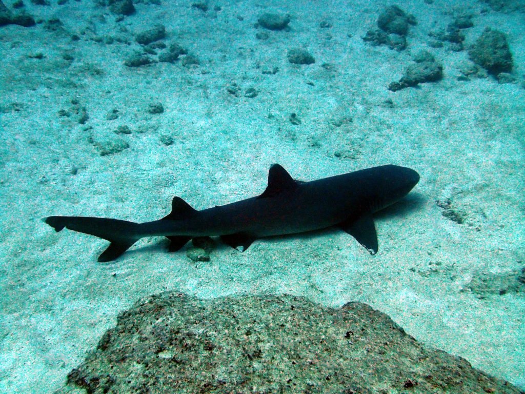 Requin à pointe blanche du lagon