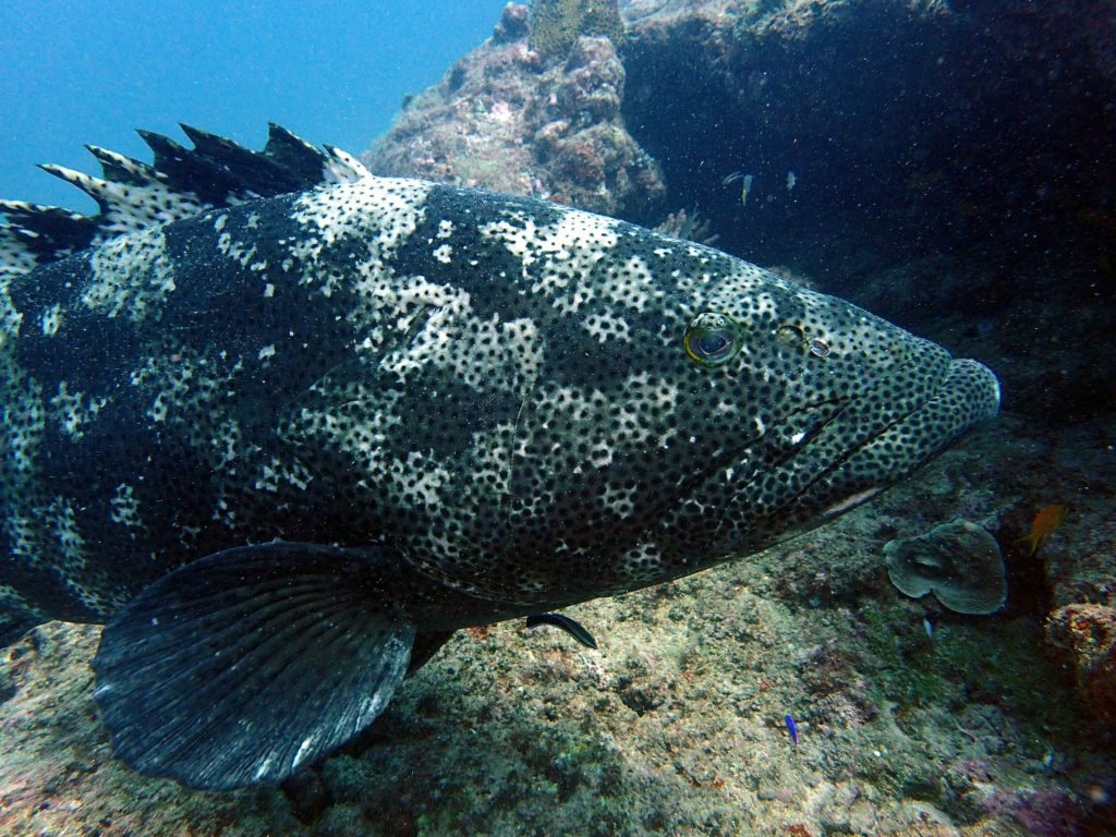 Epinephelus malabaricus