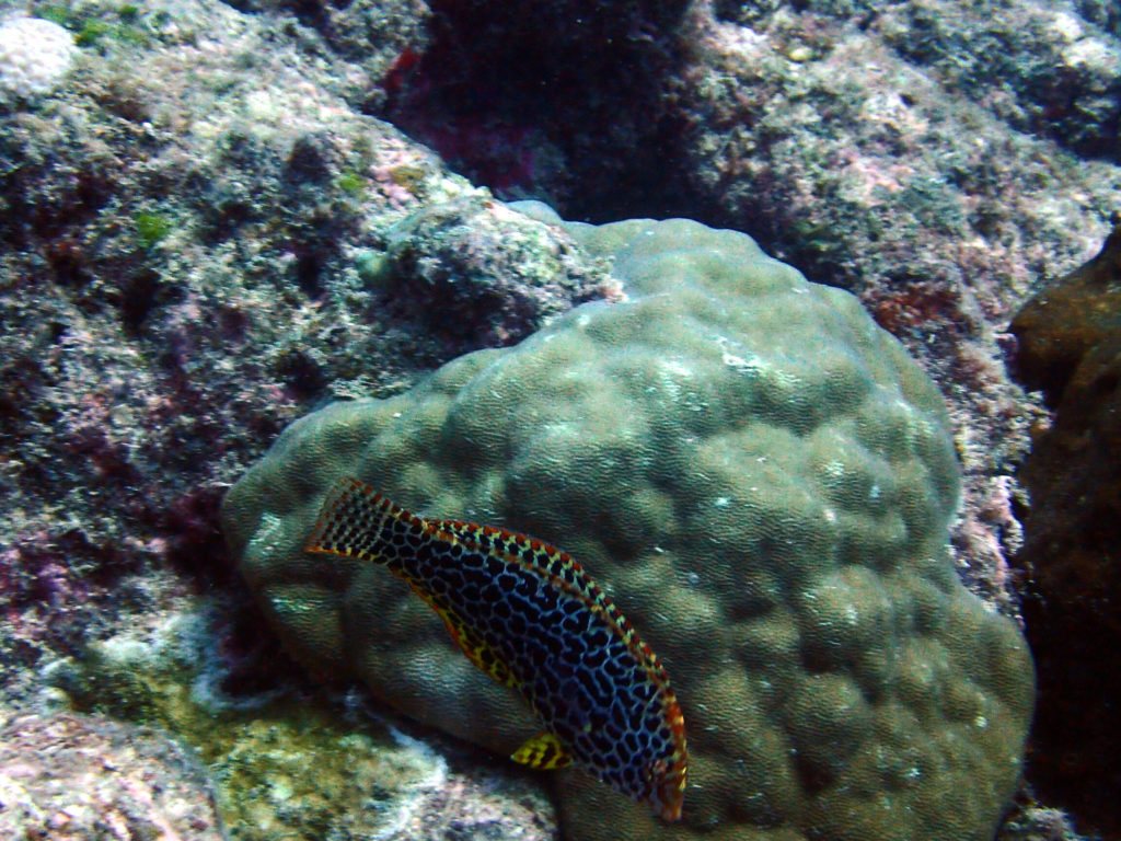 Macropharyngodon meleagris