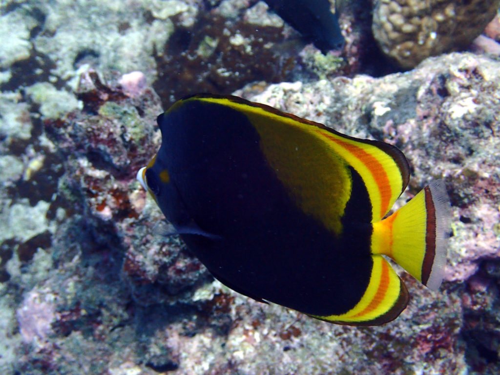 Chaetodon flavirostris