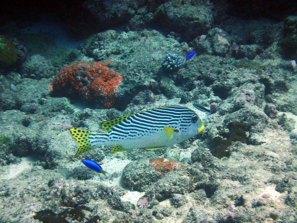 Plectorhinchus lineatus