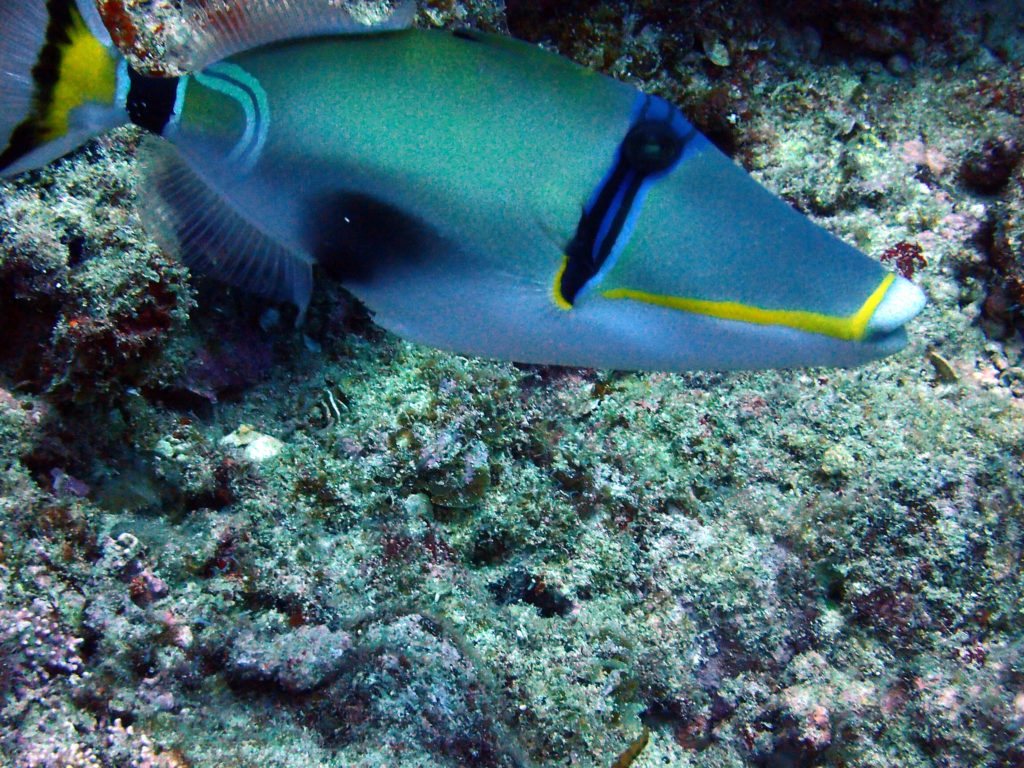 Rhinecanthus lunula