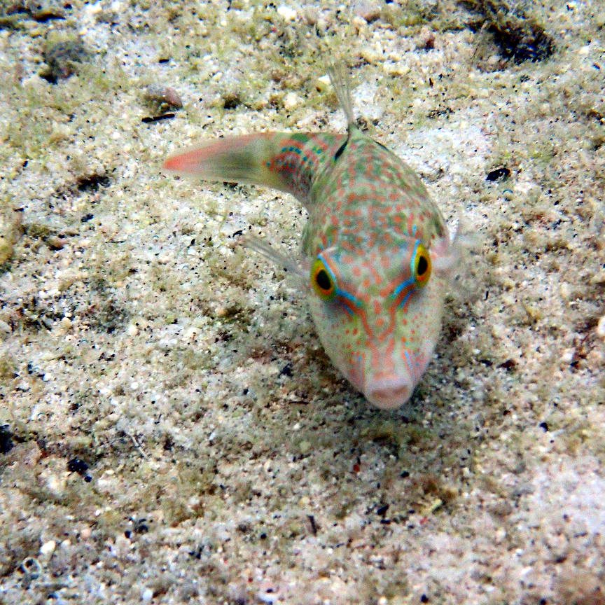 Canthigaster benneti