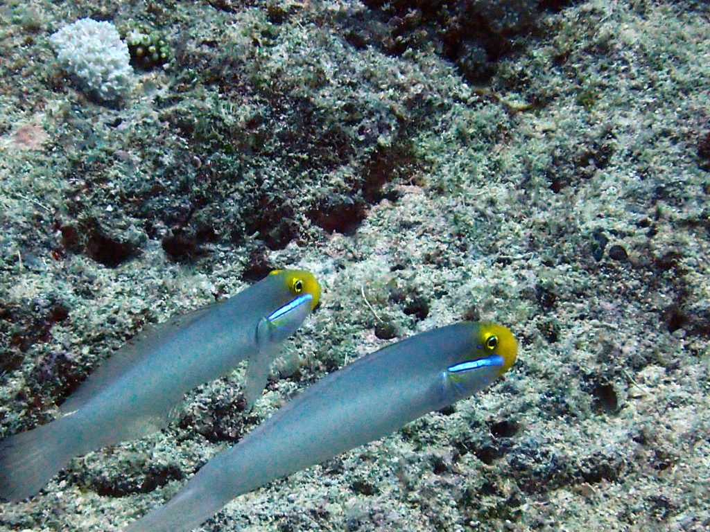 Valenciennea strigata