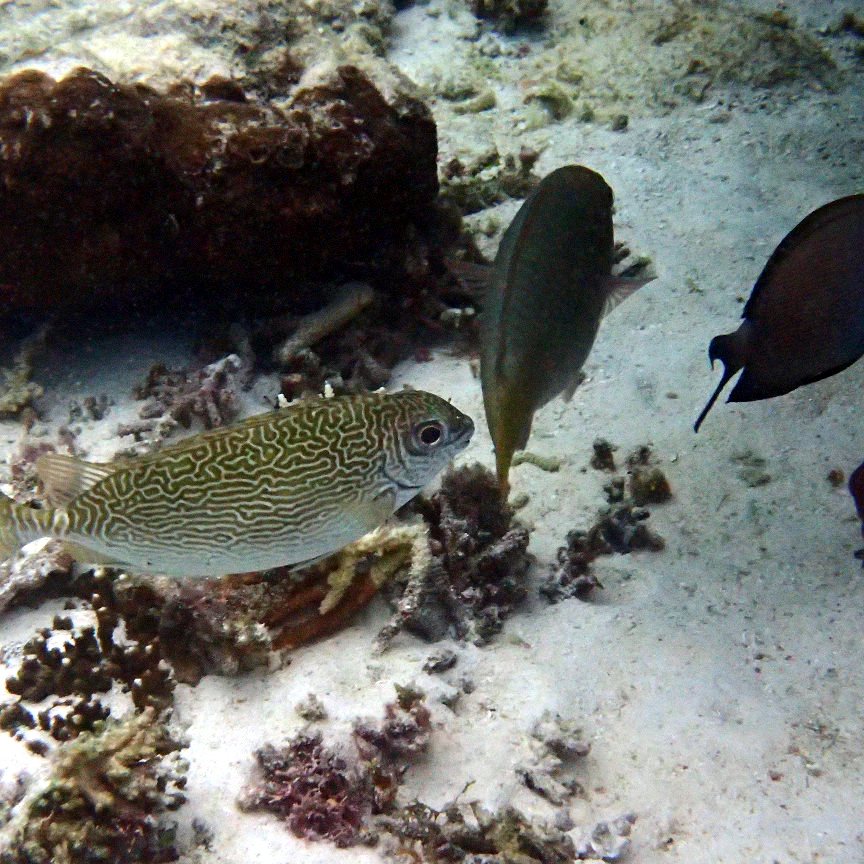 Siganus spinus