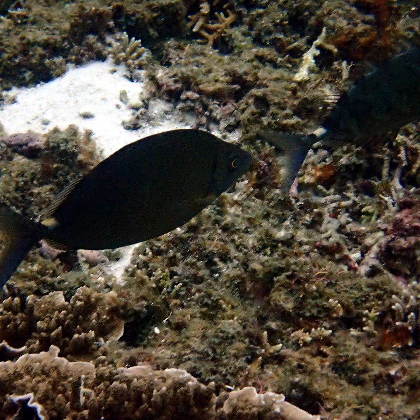 Siganus woodlandi