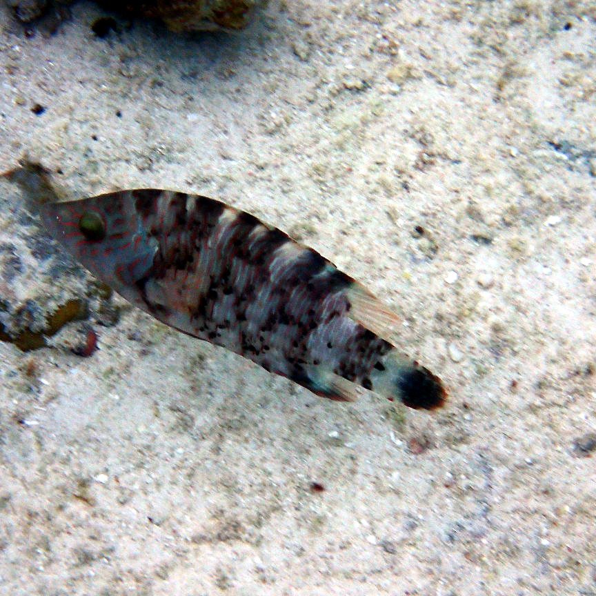 Cheilinus chlorourus