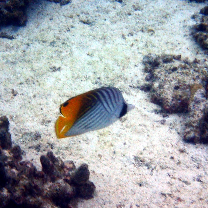 Chaetodon auriga