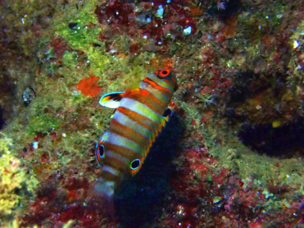 Choerodon fasciatus