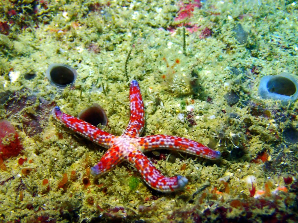Linckia Multifora